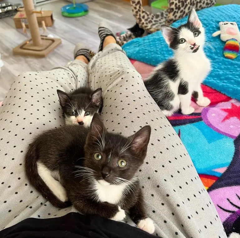 Nate Tuxedo cats cover